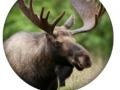 Игри Animal Quiz 