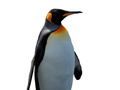 Игри Penguin Painting: Coloring For Kids