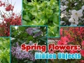 Игри Spring Flowers: Hidden Objects