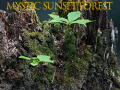 Игри Mystic sunset forest