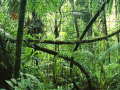 Игри Jigsaw puzzle: Rainforest