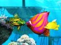 Игри Big Fish Eat Small Fish