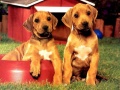 Игри Puppy Pairs Puzzle