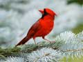 Игри Birds Puzzle