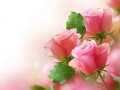 Игри Pink Roses