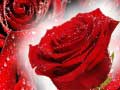 Игри Red Roses