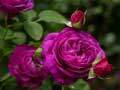 Игри Purple Roses