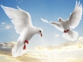 Игри Flying Birds