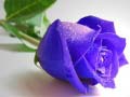 Игри Blue Roses