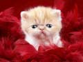 Игри Funny Kitty