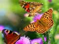 Игри Butterfly Slide