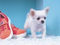 Игри Lovely Puppy Puzzle