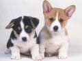 Игри Cute Puppies Puzzle