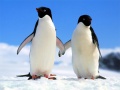Игри Penguin Puzzle