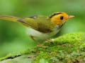 Игри Birds Slide