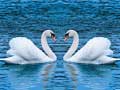 Игри Swans Slide
