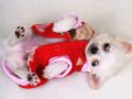 Игри Lovely Puppy Slide