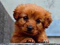 Игри Puppy Puzzle