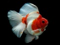 Игри Gold Fish Jigsaw Puzzle