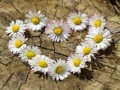 Игри Daisy Heart Jigsaw
