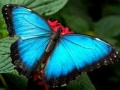 Игри Nature Jigsaw Puzzle Butterfly