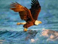 Игри Animals Jigsaw Puzzle Eagle