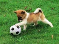 Игри Playful Puppy Outdoor Puzzle