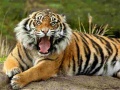 Игри Animals Jigsaw Puzzle Tiger