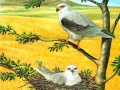 Игри Birds Of Prey Puzzle