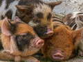 Игри Piglet Piggy Jigsaw