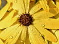 Игри Flower Petals Raindrop Jigsaw