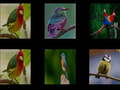 Игри Memorize the birds