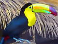 Игри Toucan Bird Jigsaw