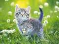 Игри Kittens Jigsaw