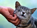 Игри Tickling Cat