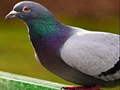 Игри Pigeon Jigsaw Puzzle