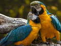 Игри Parrot Jigsaw