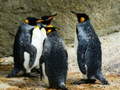 Игри King Penguin Jigsaw