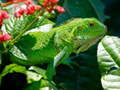 Игри Wild Iguana