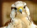 Игри Gyrfalcon Jigsaw
