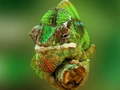 Игри Chameleon Jigsaw