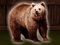 Игри Save The Grizzly Bear