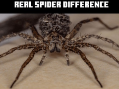 Игри Real Spider Difference